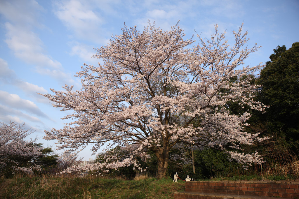 f:id:border-pichi:20200405010516j:plain