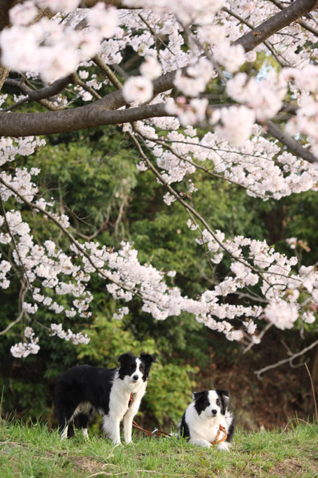 f:id:border-pichi:20200405010623j:plain