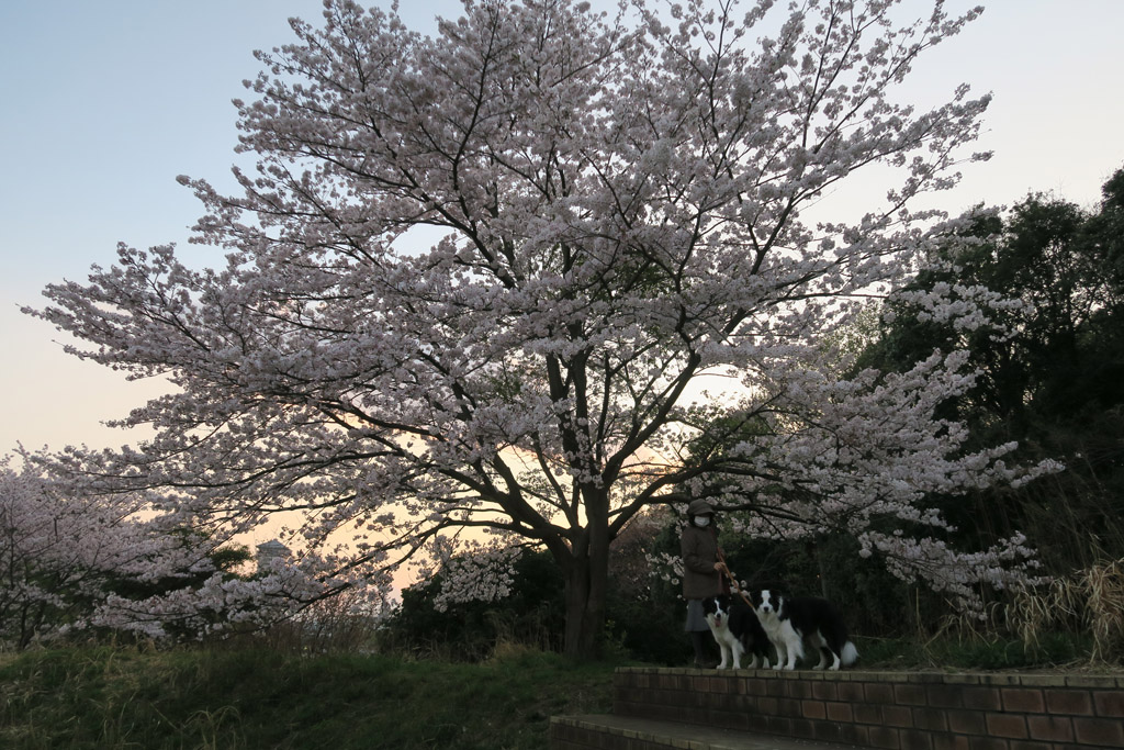 f:id:border-pichi:20200405173723j:plain