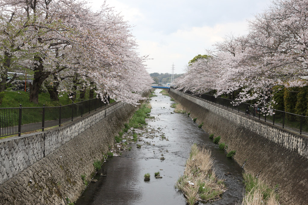 f:id:border-pichi:20200405181332j:plain
