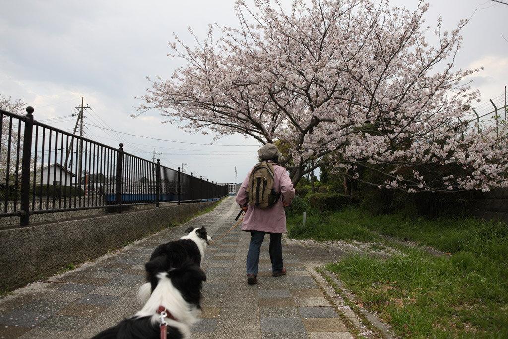 f:id:border-pichi:20200405181735j:plain