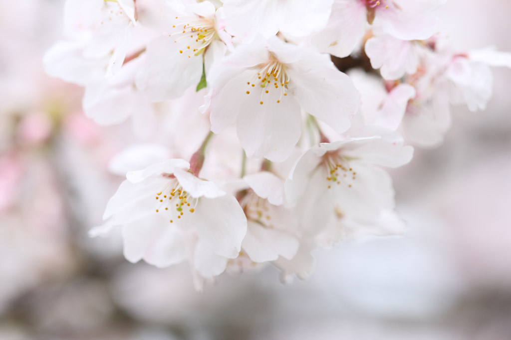 f:id:border-pichi:20200405181825j:plain