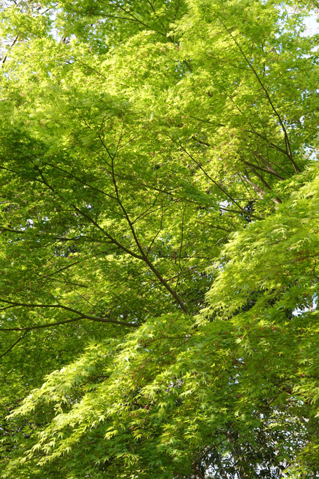 f:id:border-pichi:20200405182223j:plain