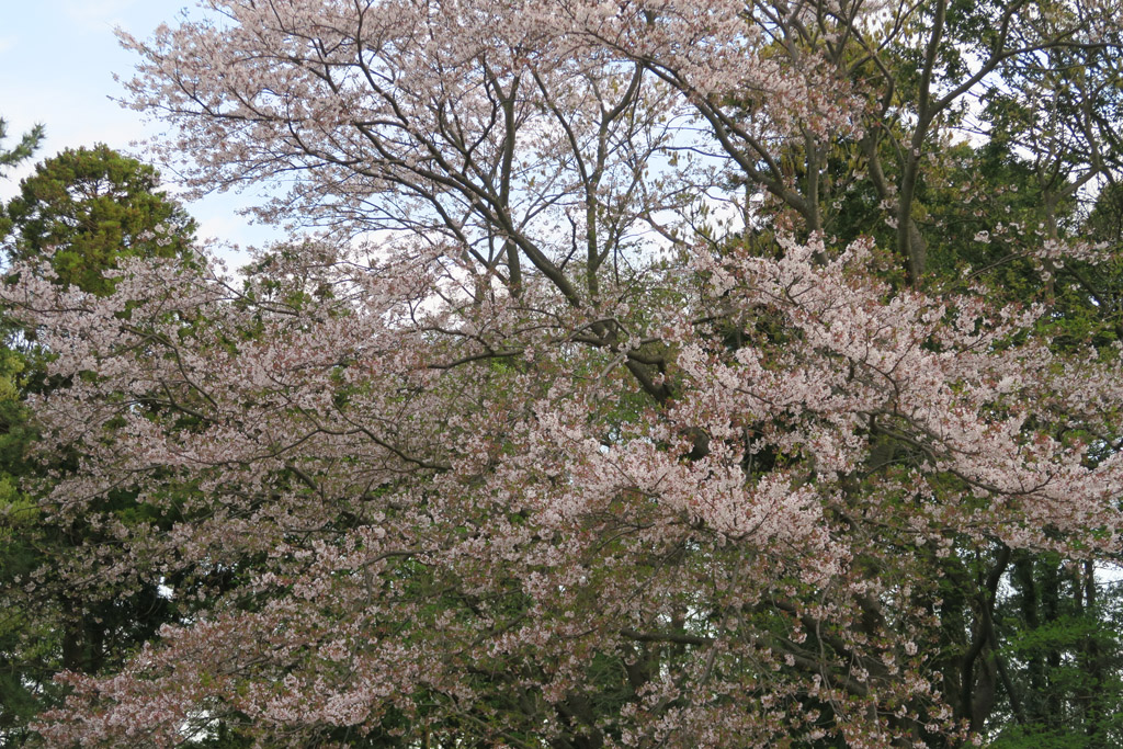 f:id:border-pichi:20200412010613j:plain