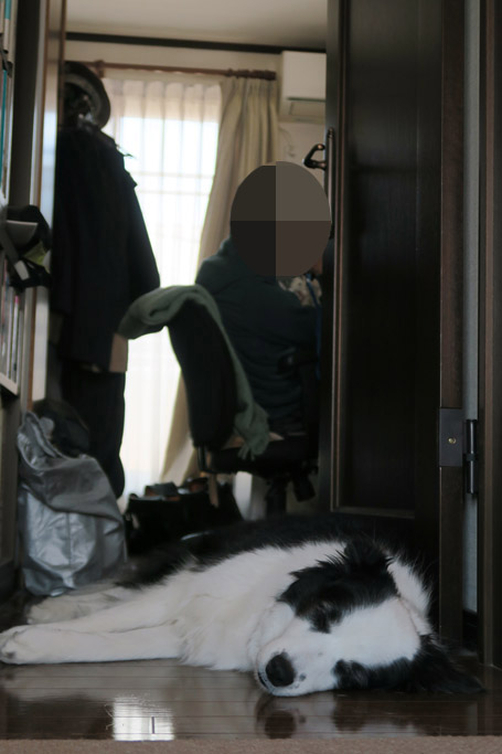 f:id:border-pichi:20200426005211j:plain