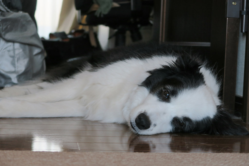 f:id:border-pichi:20200426005255j:plain