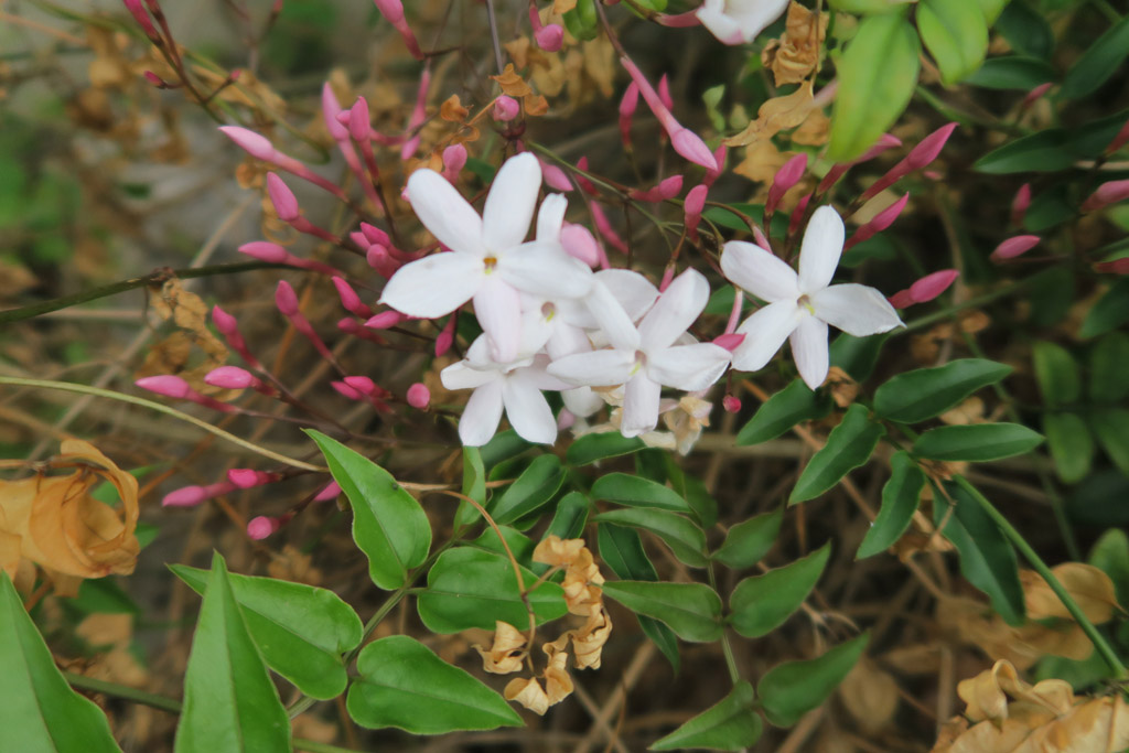 f:id:border-pichi:20200426005955j:plain