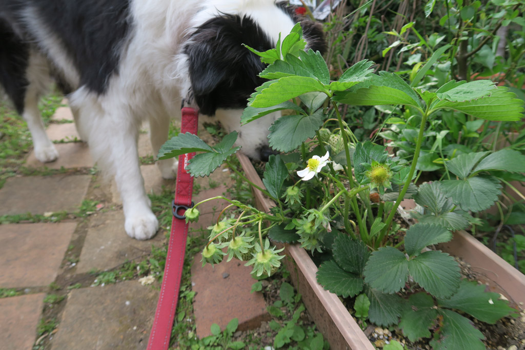 f:id:border-pichi:20200426200910j:plain