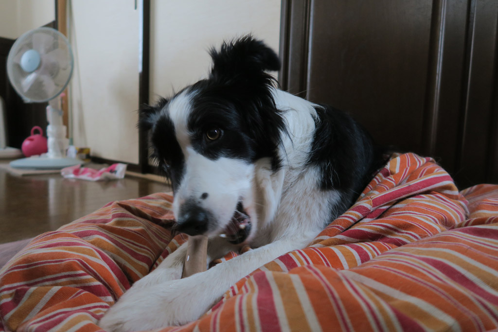 f:id:border-pichi:20200505000302j:plain