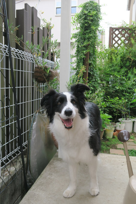 f:id:border-pichi:20200606201117j:plain