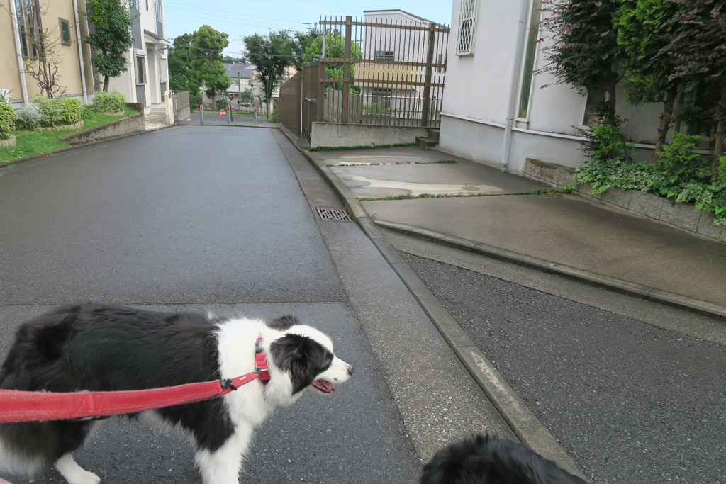 f:id:border-pichi:20200802012300j:plain