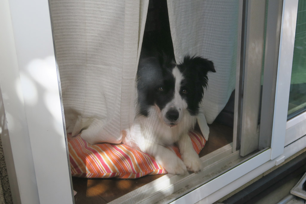 f:id:border-pichi:20200802012804j:plain