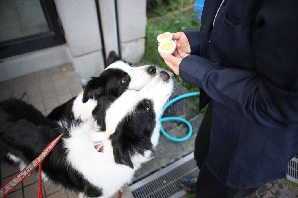 f:id:border-pichi:20200808001232j:plain