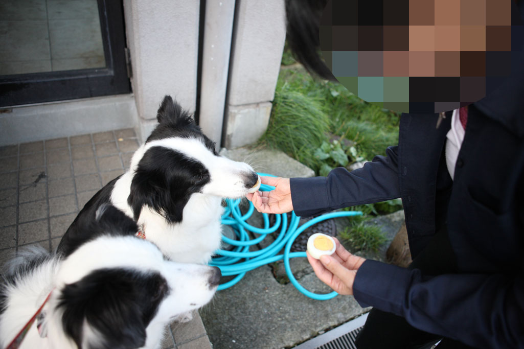 f:id:border-pichi:20200808001310j:plain