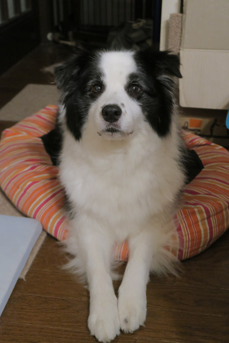 f:id:border-pichi:20200808002554j:plain