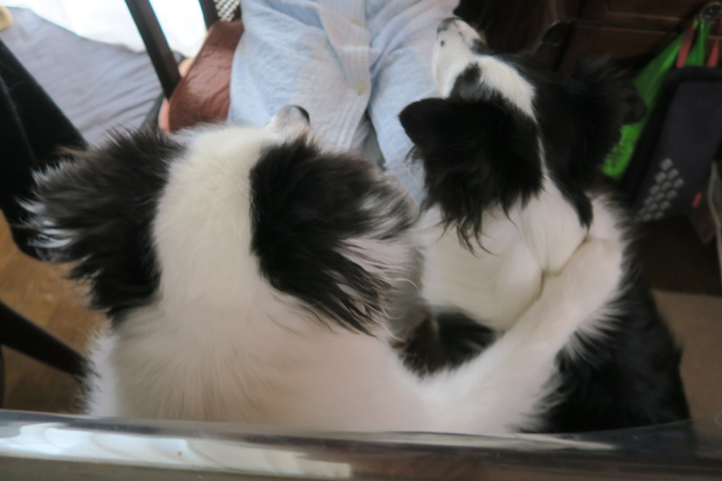 f:id:border-pichi:20200810232204j:plain