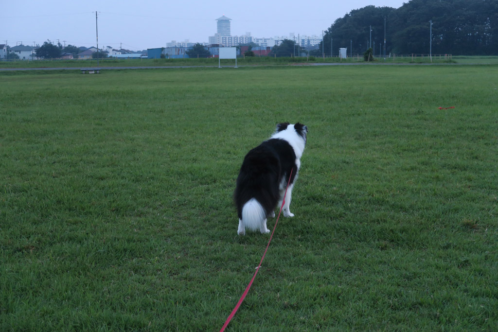 f:id:border-pichi:20200813003214j:plain