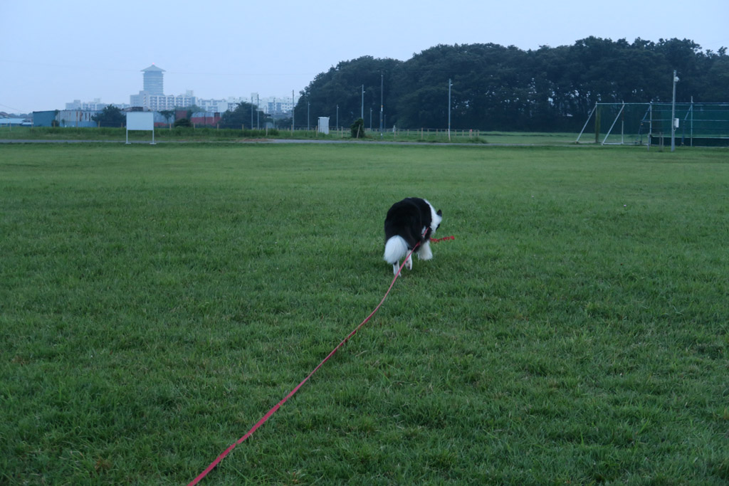 f:id:border-pichi:20200813003307j:plain