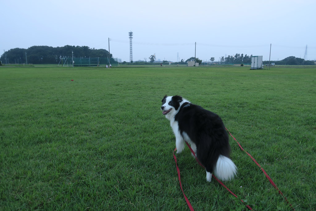 f:id:border-pichi:20200813003530j:plain
