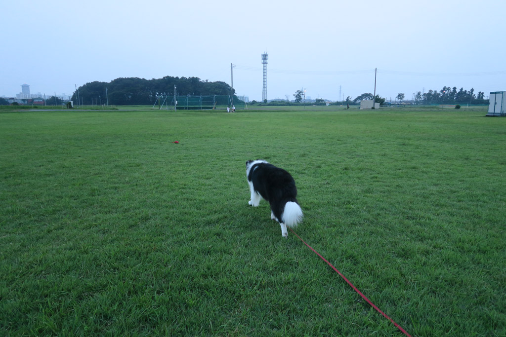 f:id:border-pichi:20200813003642j:plain