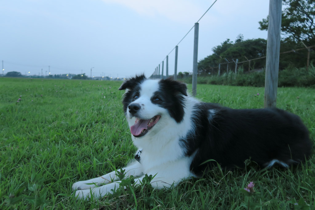 f:id:border-pichi:20200816001344j:plain