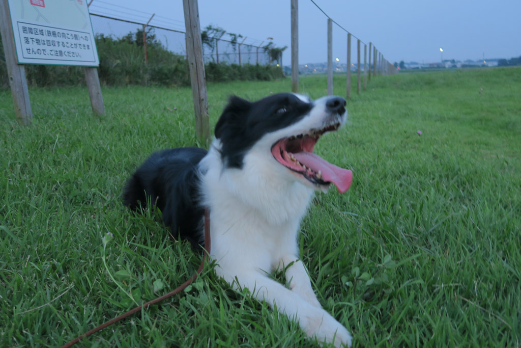 f:id:border-pichi:20200816001453j:plain