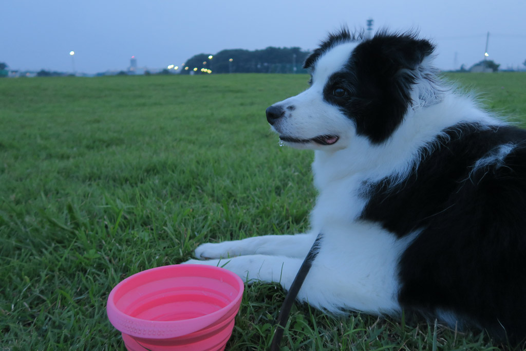 f:id:border-pichi:20200816001545j:plain