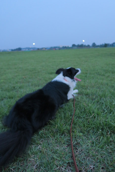 f:id:border-pichi:20200816001648j:plain
