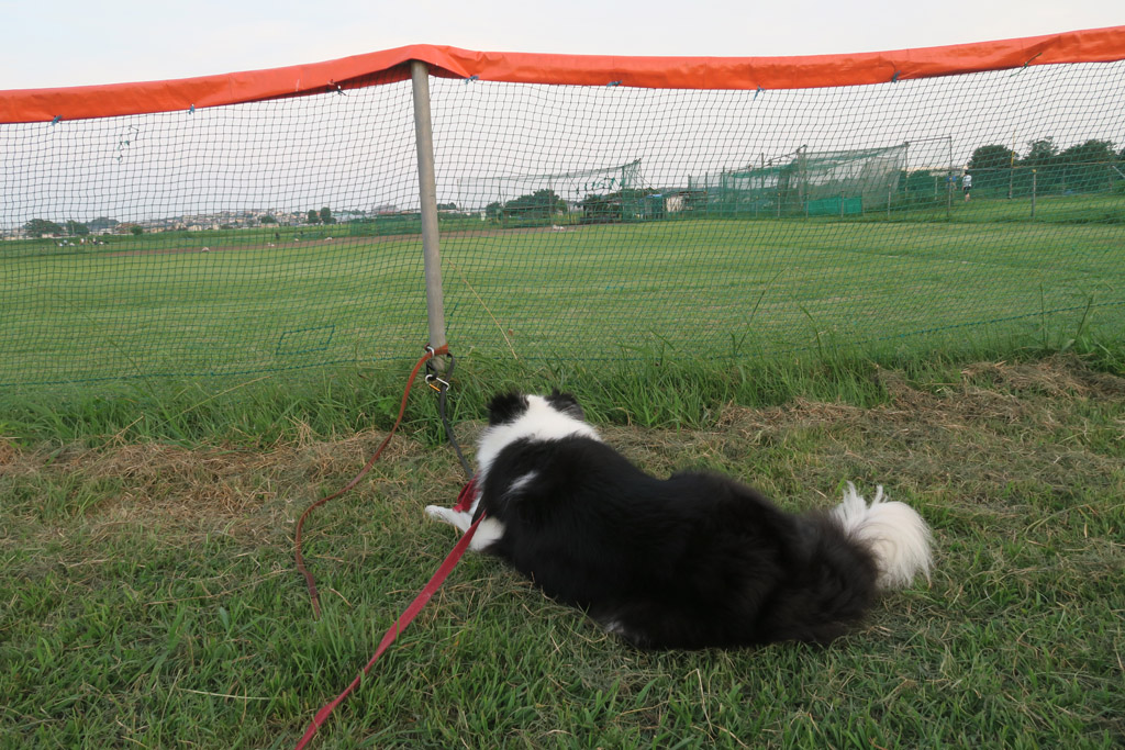 f:id:border-pichi:20200816002027j:plain