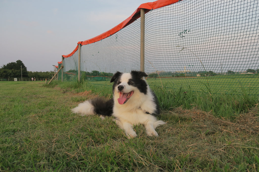 f:id:border-pichi:20200816002704j:plain
