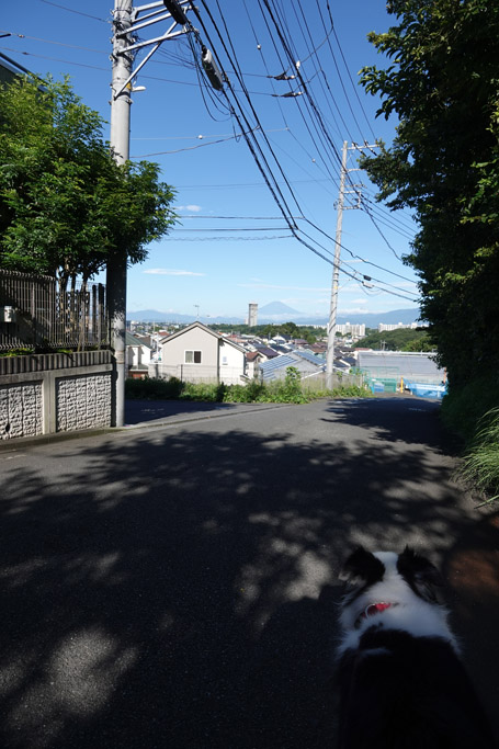 f:id:border-pichi:20200816003726j:plain