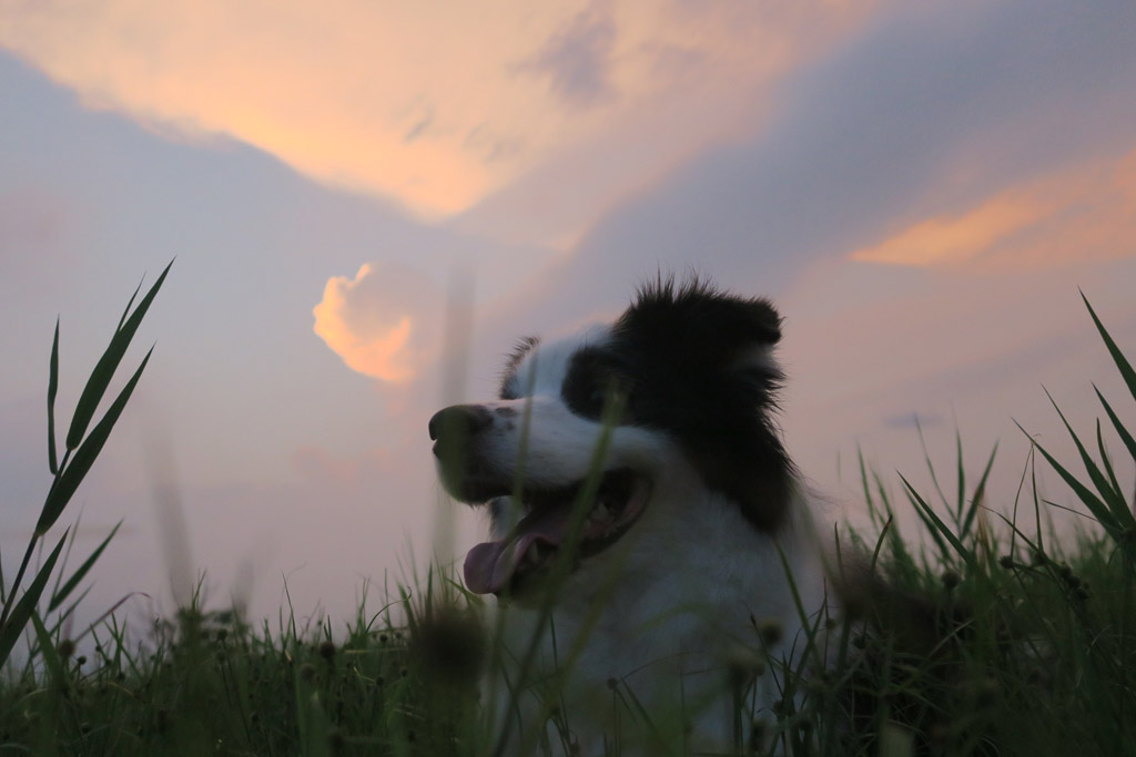 f:id:border-pichi:20200822234226j:plain