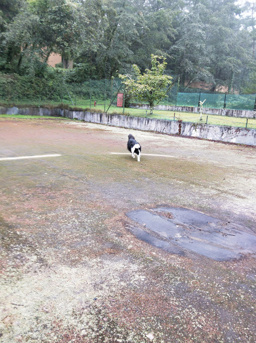 f:id:border-pichi:20201004001839j:plain f:id:border-pichi:20201004001839j:plain