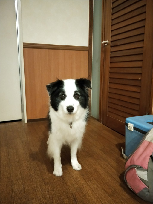 f:id:border-pichi:20201004002008j:plain f:id:border-pichi:20201004002008j:plain