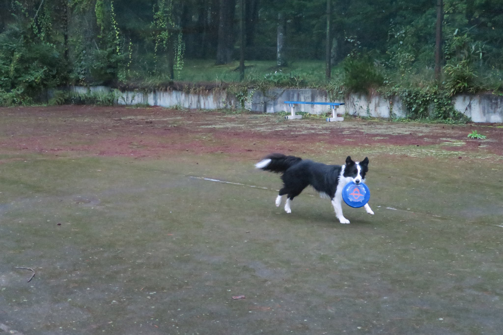 f:id:border-pichi:20201004004509j:plain