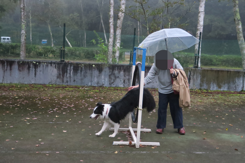 f:id:border-pichi:20201004004904j:plain
