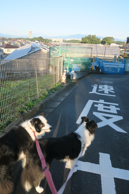 f:id:border-pichi:20201004014035j:plain