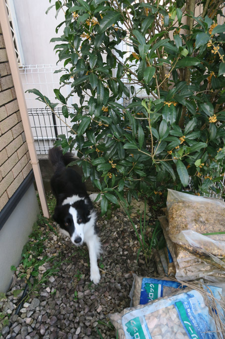 f:id:border-pichi:20201011002607j:plain