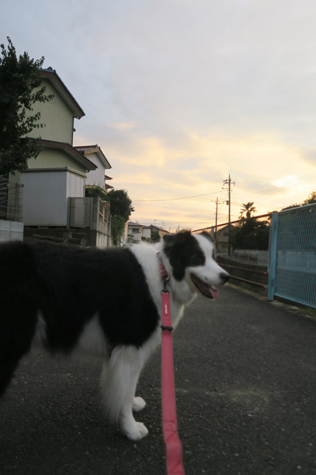 f:id:border-pichi:20201017001353j:plain