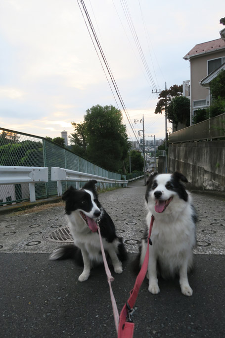 f:id:border-pichi:20201017001612j:plain
