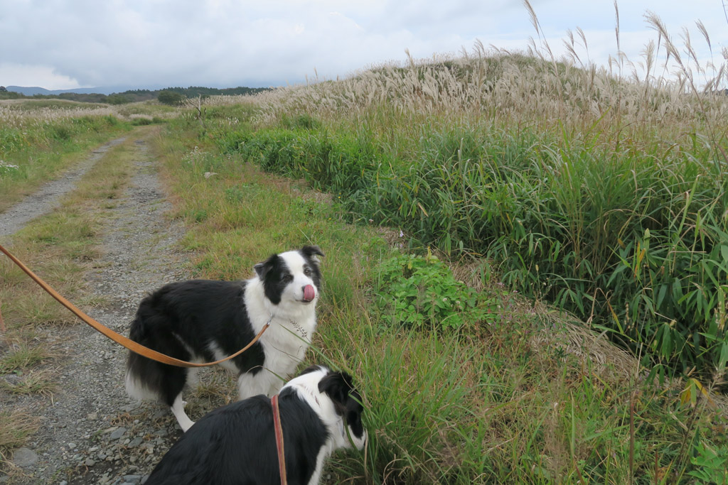f:id:border-pichi:20201024190041j:plain