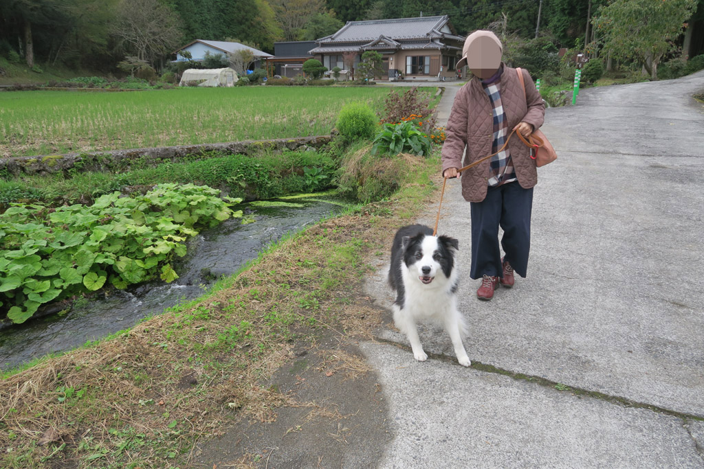 f:id:border-pichi:20201024192048j:plain