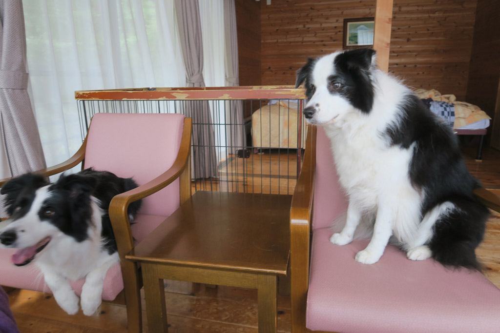 f:id:border-pichi:20201024195652j:plain