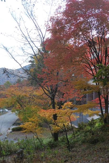f:id:border-pichi:20201103173348j:plain
