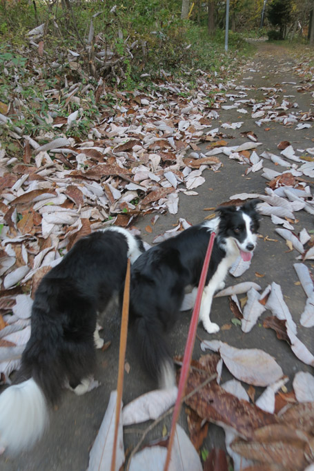 f:id:border-pichi:20201103173428j:plain