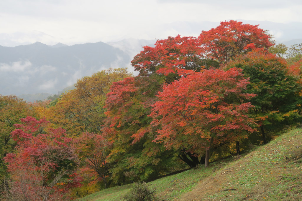 f:id:border-pichi:20201103174427j:plain