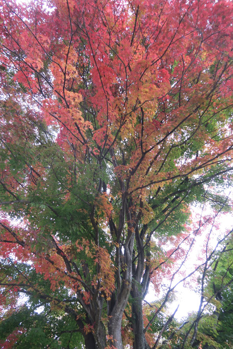 f:id:border-pichi:20201103174751j:plain