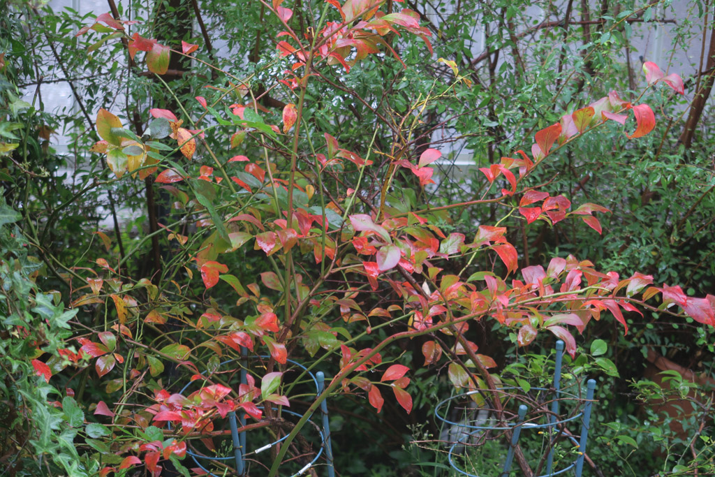f:id:border-pichi:20201103180318j:plain