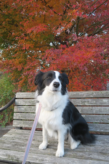 f:id:border-pichi:20201213233715j:plain