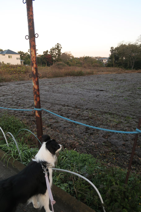 f:id:border-pichi:20201213233758j:plain